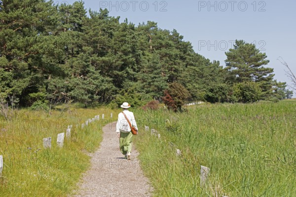 Elderly woman, trees, pines, reed grass, circular hiking trail, Darßer Ort, Born a. Darß,