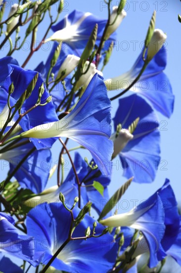 Blue vetch, September, Germany, Europe