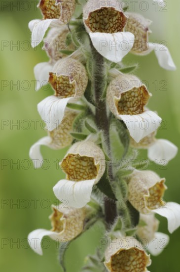 Woolly foxglove (Digitalis lanata), flowers, medicinal plant, North Rhine-Westphalia, Germany,