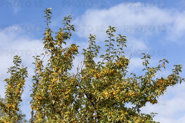 Apple tree, crab apple (Malus sylvestris), Strucklahnungshörn, Nordstrand, Nordfriesland,