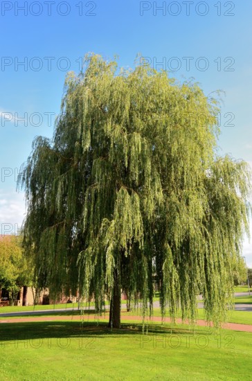 Hanging willow in Taunus, Hesse, Germany, Europe