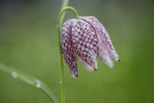 Snake's head fritillary (Fritillaria meleagris), Emsland, Lower Saxony, Germany, Europe