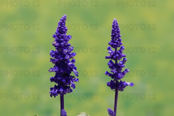 Mealycup sage (Salvia farinacea), flowering, Elllerstadt, Germany, Europe