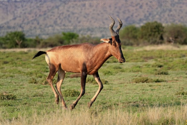 Red hartebeest (Alcelaphus buselaphus caama), Kaama, adult, running, foraging, Mountain Zebra
