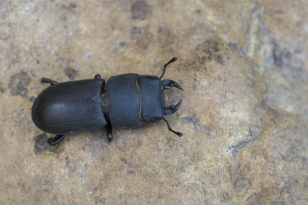 A lesser stag beetle (Dorcus parallelipipedus) crawling over a brown ground, Hesse, Germany, Europe
