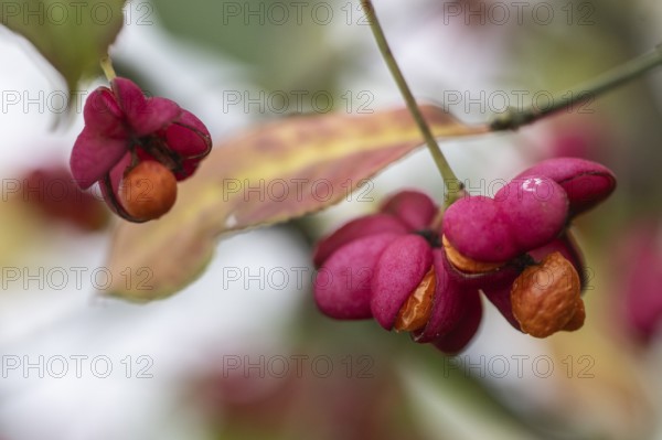 Peacock, spindle bush (Euonymus europaeus), fruit stand, Emsland, Lower Saxony, Germany, Europe