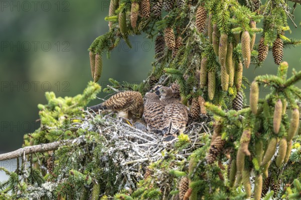 Common kestrel (Falco tinnunculus), female adult bird feeding young birds not yet ready to fly in