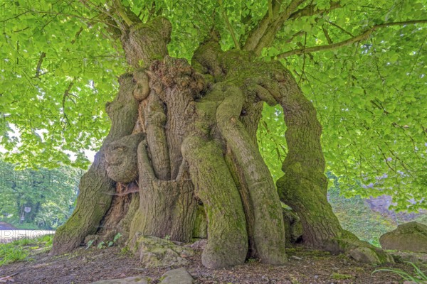 Court lime tree below the Schaumburg Castle Germany