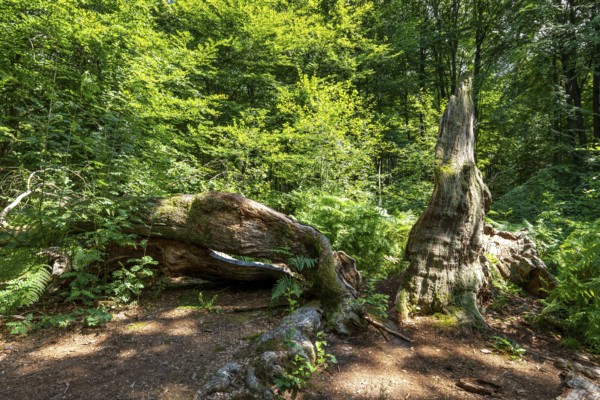 The Sababurg primeval forest, or primeval forest in the Reinhardswald, is a 95-hectare biotope