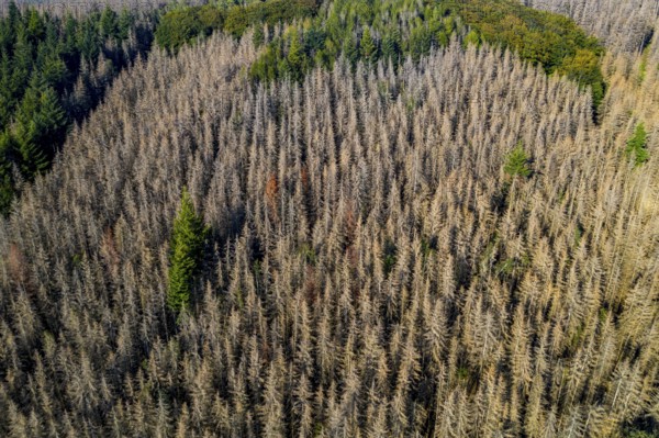 Sauerland, forest dieback, dead spruce trees, caused by the bark beetle, high temperatures, lack of