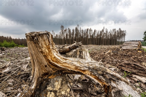 Forest dieback in the Arnsberg Forest nature park Park, over 70 per cent of the spruce trees are