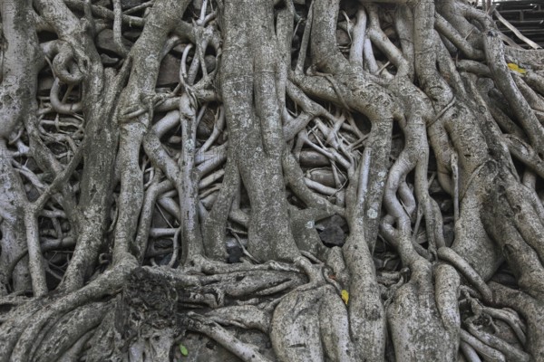 Amhara region, near Gondar, Gonder, aerial roots of the woody figs at the Fasilida's moated castle,