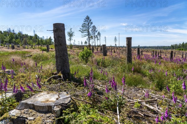 Cleared forest in the Eggegebirge, near Lichtenau, Paderborn district, site of a spruce forest that