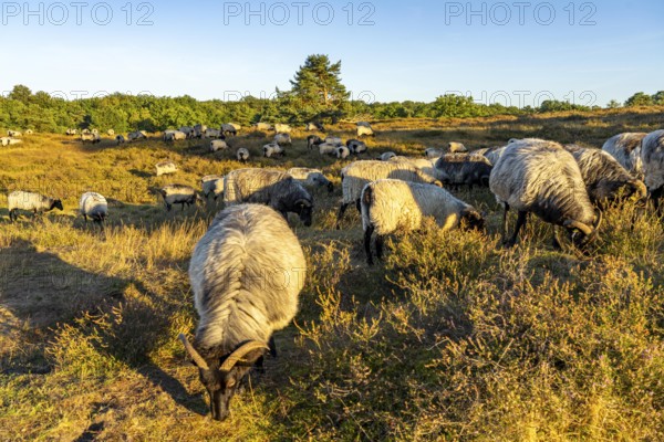 Herd of Heidschnucken, sheep grazing in the Westruper Heide, in the Hohe Mark Westmünsterland