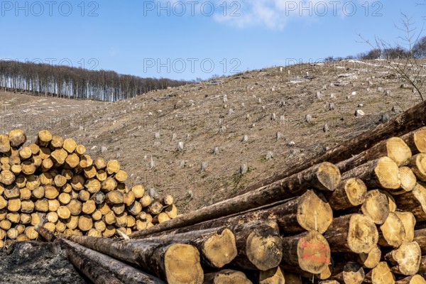 Cleared forest area north of the village of Öventrop, district of Arnsberg, dead spruce stands were