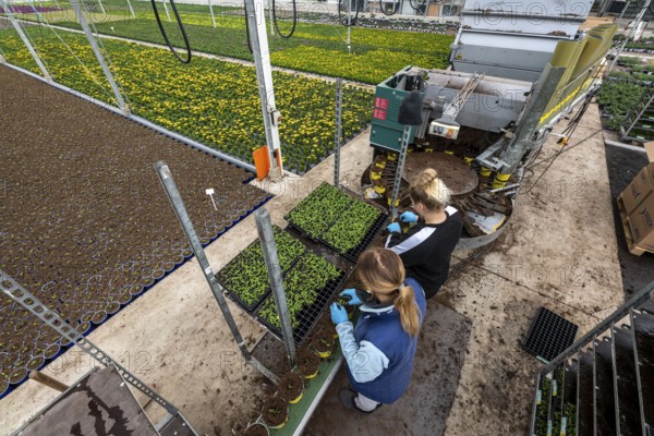 Horticultural business, greenhouse, young plants are potted, the potting soil is filled into the