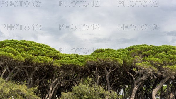 Pine (Pinus pinea), pine forest, pine tree, stone pine, tree, mediterranean, panorama, Italy,