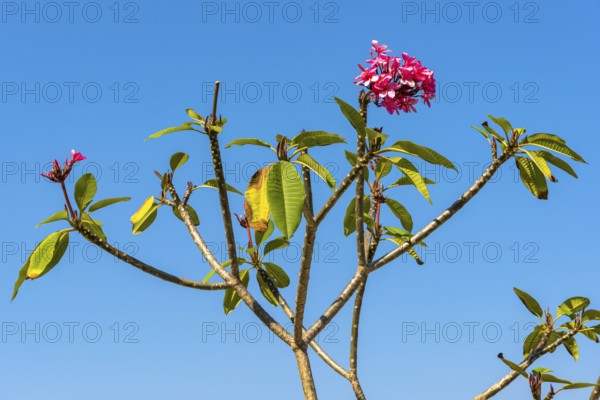 Frangipani (Plumeria), plant, shrub, flora, garden, botany, botanical, blossom, flowering, garden