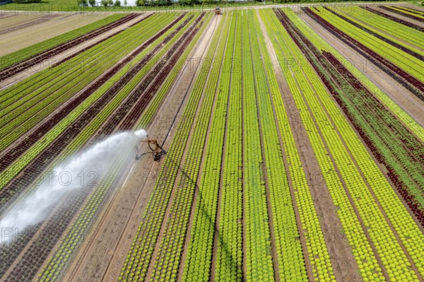 A field is artificially irrigated, water is sprayed onto the field via an irrigation system, field