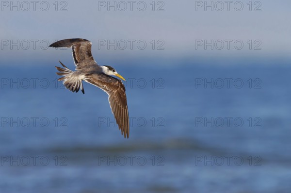 Caspian Tern, flight photo, (Thalasseus bergii), East Khawr / Khawr Ad Dahariz, Salalah, Dhofar,