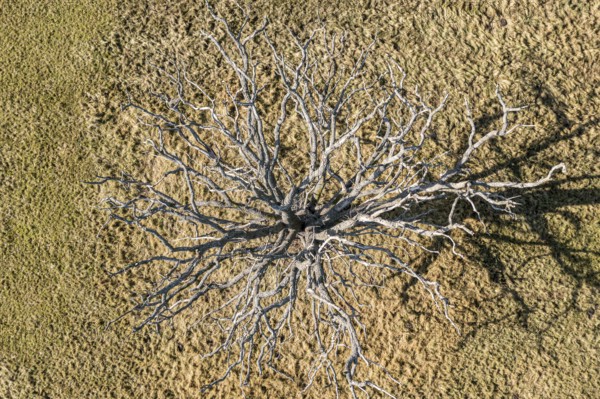 Aerial view of a dead tree, meadows at the Elbe river near Lenzen, Germany, Europe