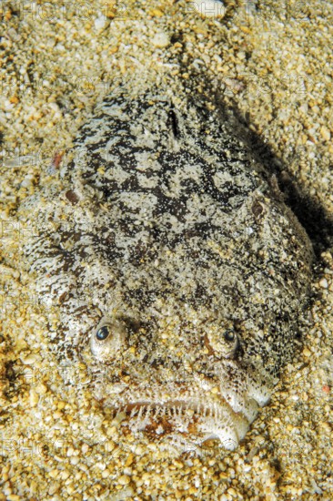 Lurker stargazer (Uranoscopus bicinctus) half camouflages itself buried in sandy seabed, Pacific,