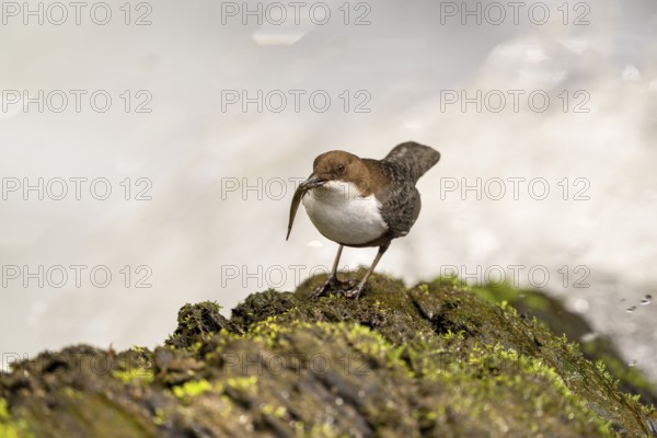 White-throated Dipper (Cinclus cinclus), at a torrent with prey in its beak, Rhineland-Palatinate,