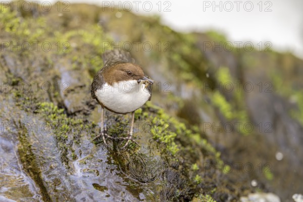 White-throated Dipper (Cinclus cinclus), at a torrent with larvae in its beak,