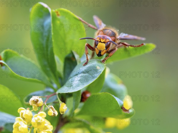 European hornet (Vespa crabro), insect, insects, macro, plant, garden, Neuhofen,