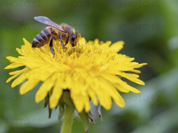 European hornet (Vespa crabro), insect, insects, macro, plant, garden, Neuhofen,