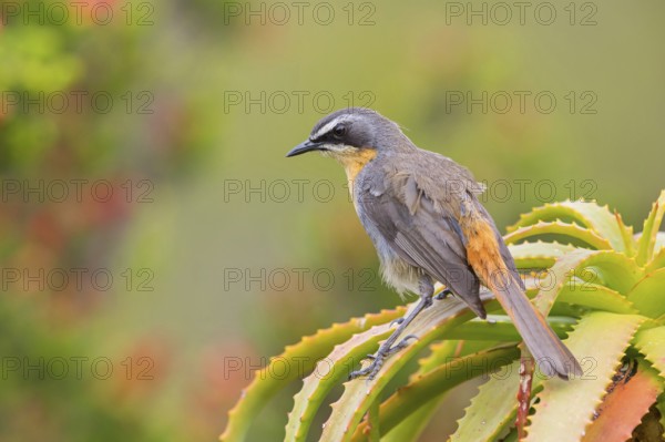 Cossypha caffra, family of flycatchers, Underberg surroundings, Underberg, KwaZulu-Natal, South
