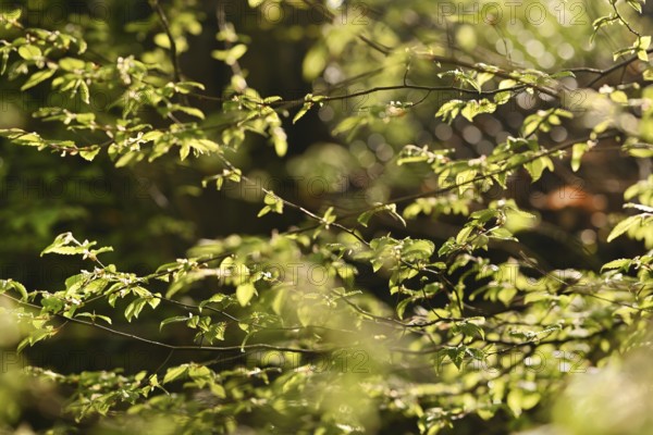 Iserlohn. This year's unusually warm weather in April has already given us a May. Nature exploded