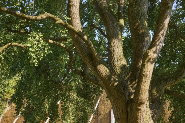 Trunk with bark, branches, twigs and foliage of a tree of the species Ginkgo (Ginkgo biloba) in Bad