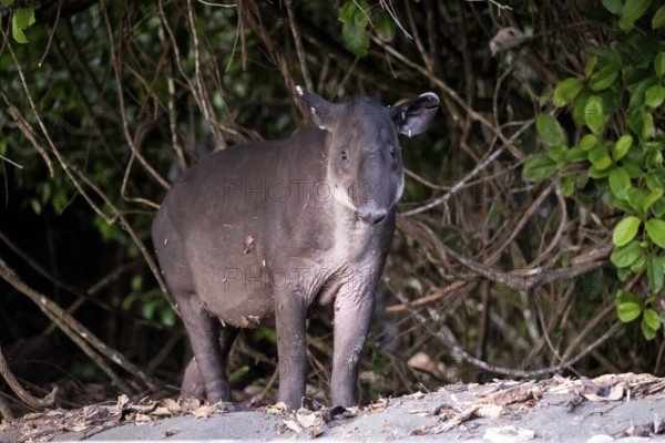 Baird's tapir (Tapirus bairdii), juvenile, in the rainforest, Corcovado National Park, Osa,