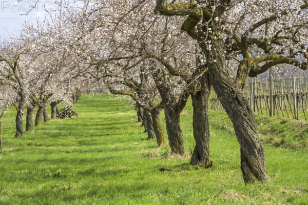 Old apricot trees in bloom, Paudorf, Lower Austria, Austria, Europe