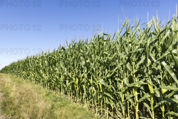 Symbolic image, renewable energies, maize plants, biogas plant, feed maize, maize cobs, immature,
