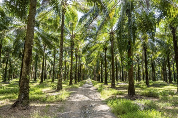 Palm oil plantation, environmental destruction through monoculture, Costa Rica, Central America