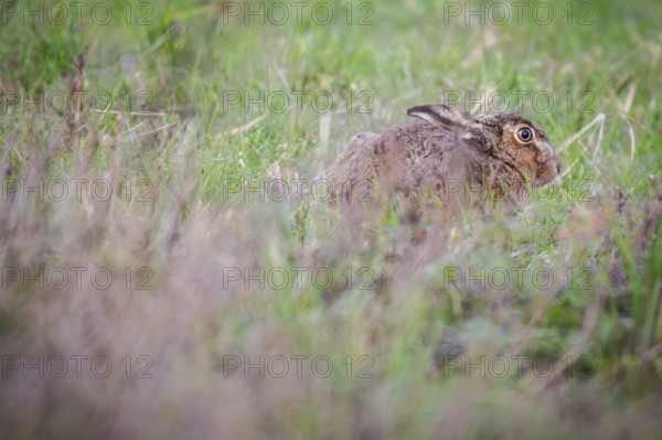 European hare (Lepus europaeus) hiding in the tall grass, Stuttgart, Rosensteinpark,