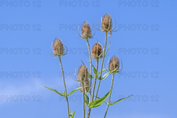Wild teasel, fuller's teasel (Dipsacus fullonum, Dipsacus sylvestris) flower heads against blue sky