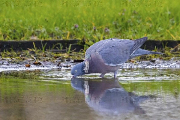 Common wood pigeon (Columba palumbus) drinking water from pond