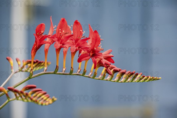 Flower of a Mombretia (Crocosmia), Bavaria, Germany, Europe