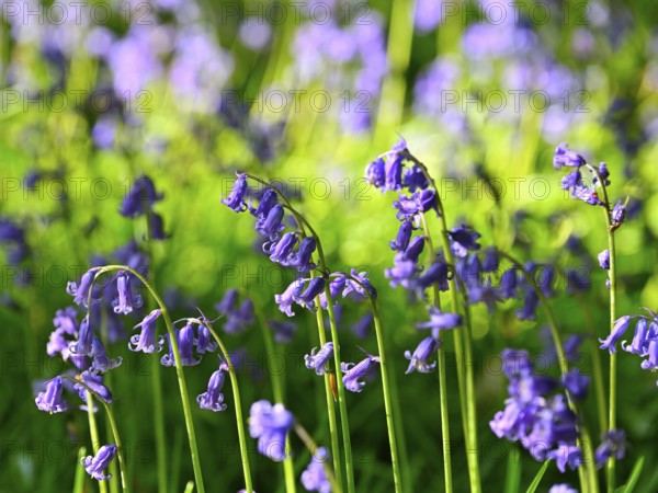 Flowering wood hyacinth (Hyacinthoides non-scripta), Lower Rhine, North Rhine-Westphalia, Germany,