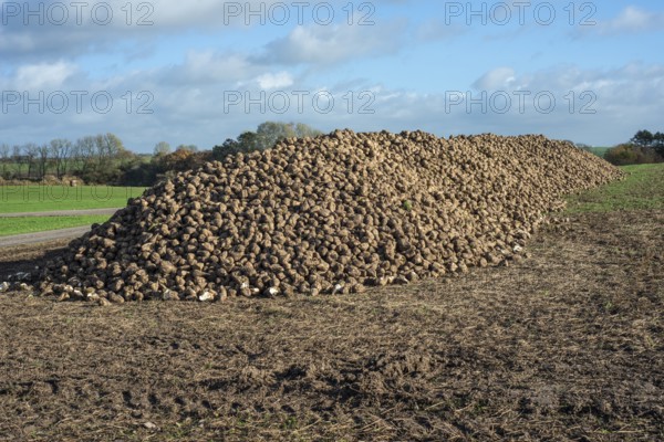 Pile of harvested sugar beets waiting for transport to sugar factory. Ystad Municipality, Skåne