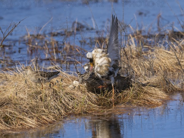 Ruff (Calidris pugnax) two males in breeding plumage at lek, fighting over female, Pokka, Finnish
