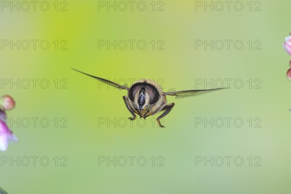 Dung bee or dronefly (Eristalis tenax), in flight, between the flowers of the common snowberry
