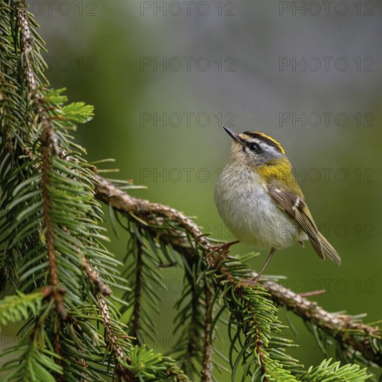 Goldcrest, Regulus ignicapillus, Luce, Mountain area, Luce, Styria, Slovenia, Europe