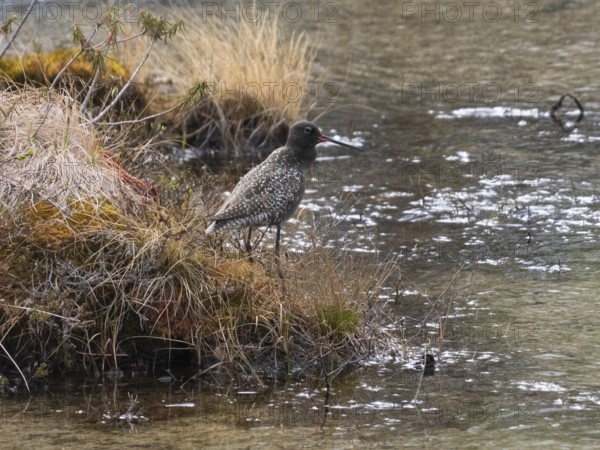 Spotted Redshank (Tringa erythropus) adult bird in breeding plumage, standing at side of lake, in