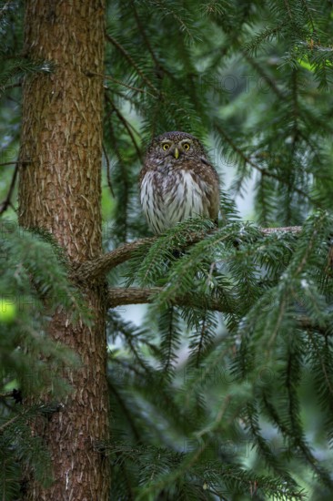 Pygmy Owl (Glaucidium passerinum) smallest owl native to Central Europe, daytime roost, foraging,