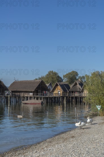 Unteruhldingen, pile-dwelling museum, Lake Constance, reconstruction, Stone Age, swans, natural