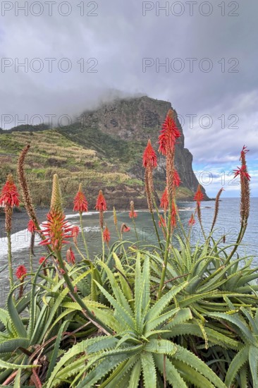 Viewpoint, viewpoint, volcanic rock, orange flowering aloe vera plant with large flowers, hiking